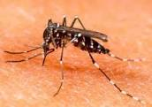 Prevenzione e controllo delle malattie trasmesse da insetti vettori