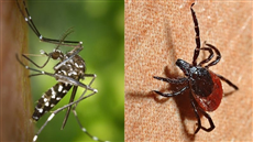 Misure di lotta per il contenimento di zanzare e insetti